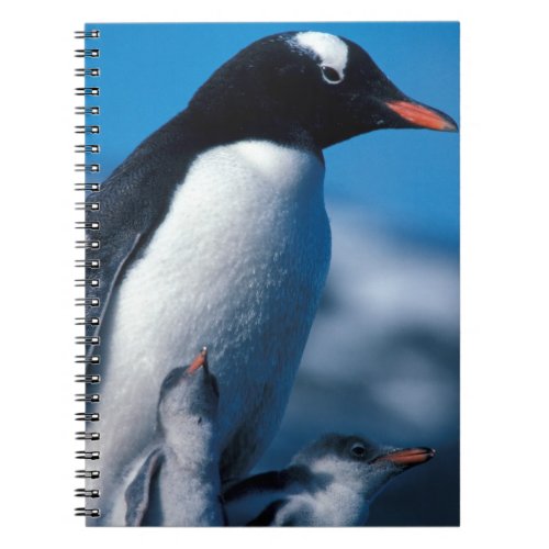 Antarctica Sub_Antarctic Islands South Notebook