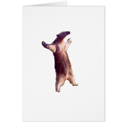 Anteater Cards (Front)