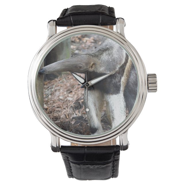 anteater nose raised wild animal image picture watch (Front)