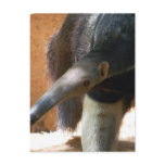Anteater Postcard