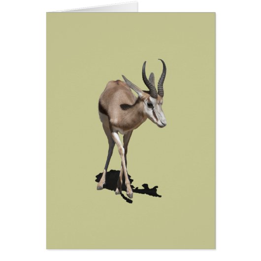 Antelope Baby Cards (Front)