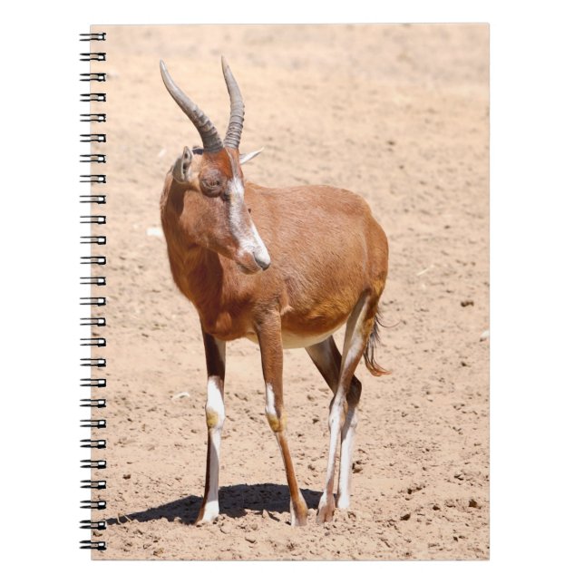 Antelope blesbok notebook (Front)