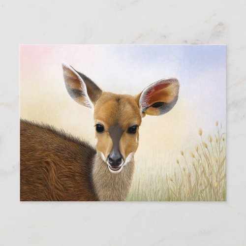 Antelope Bushbuck Young African Deer Drawing Postcard