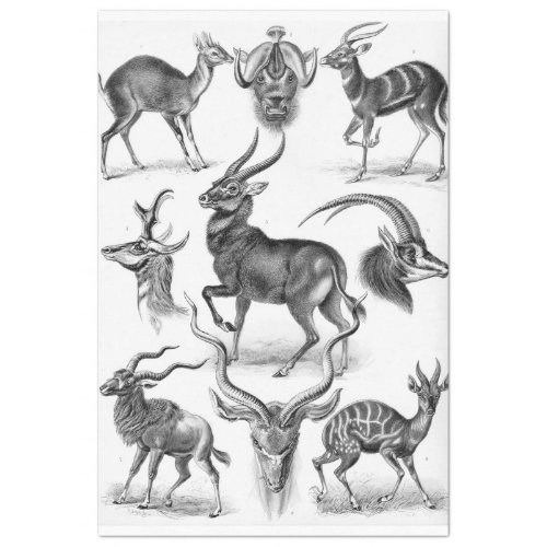 Antelope  Ernst Haeckel  Decoupage  Tissue Paper