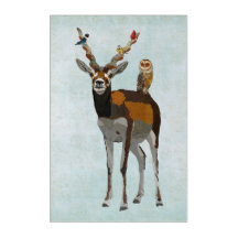 ANTELOPE & FEATHERS