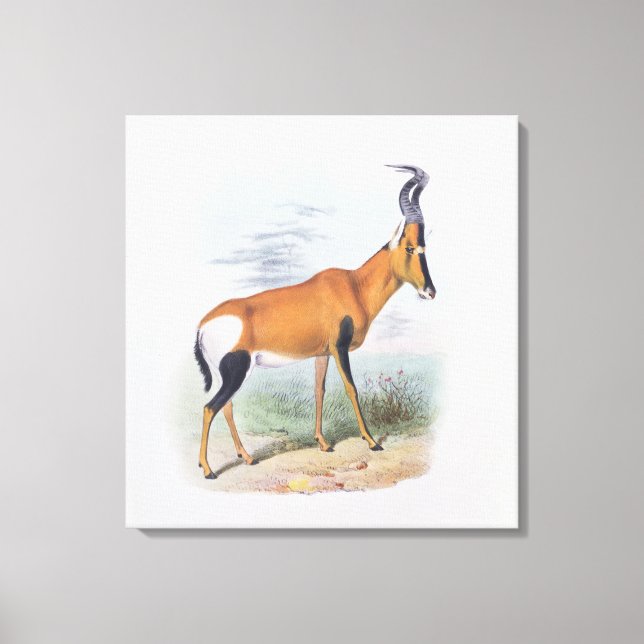 Antelope, from 'The Book of Antelopes', Canvas Print (Front)