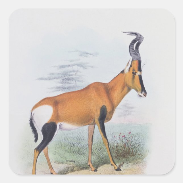 Antelope, from 'The Book of Antelopes', Square Sticker (Front)