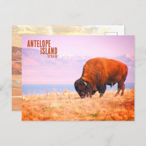 Antelope Island Bison Postcard