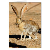 Antelope jackrabbit portrait, Arizona (Front)