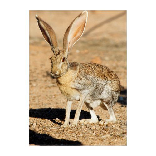 Antelope jackrabbit portrait Arizona Acrylic Print