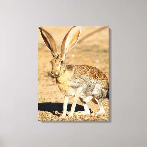 Antelope jackrabbit portrait Arizona Canvas Print