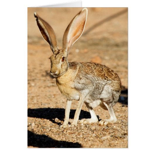 Antelope jackrabbit portrait, Arizona Cards (Front)