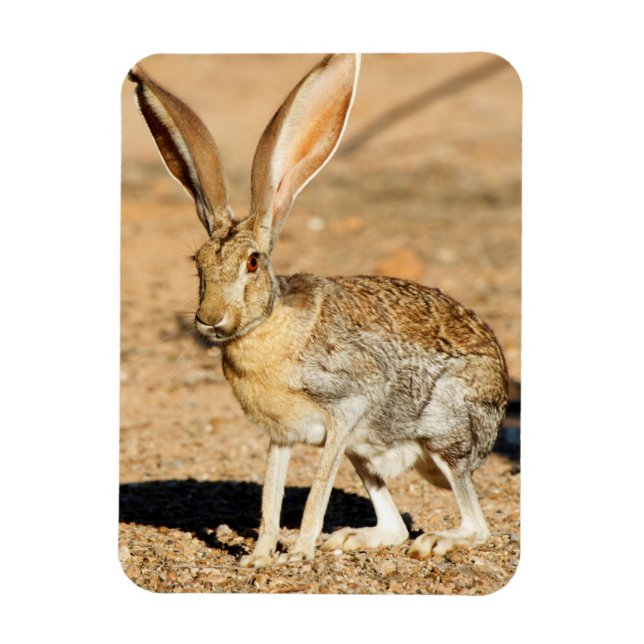 Antelope jackrabbit portrait, Arizona Magnet (Vertical)