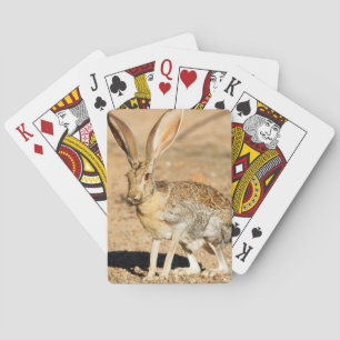 Antelope jackrabbit portrait, Arizona Poker Cards