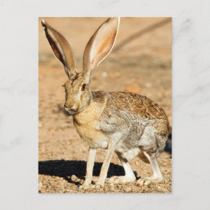 Antelope jackrabbit portrait, Arizona Postcard