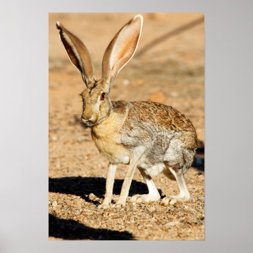 Antelope jackrabbit portrait Arizona Poster