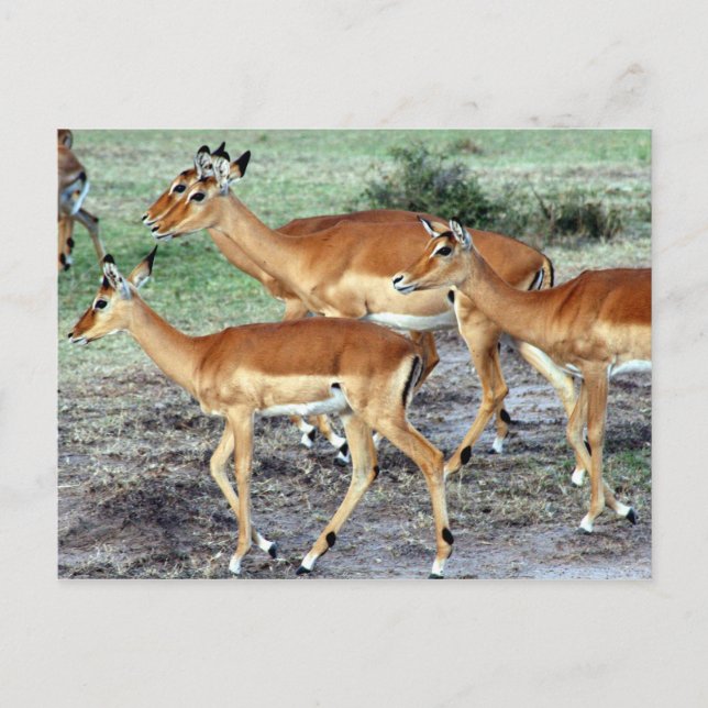 antelope postcard (Front)