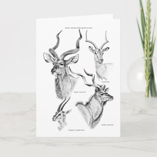 Antelope study Birthday Card