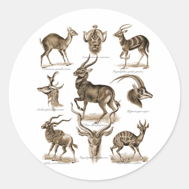 Antelopes Classic Round Sticker (Front)