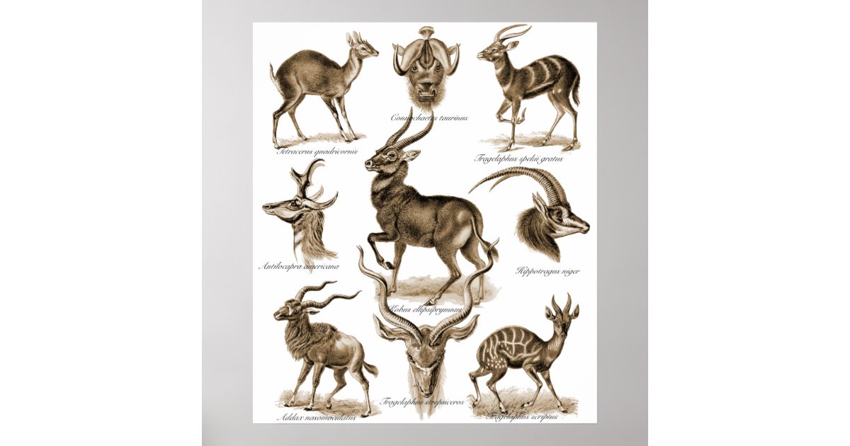 Antelopes Poster 