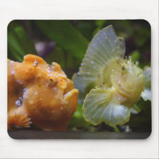 Antennarius commerson & Taenianotus triacanthus Mouse Pad