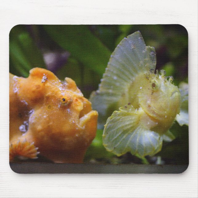 Antennarius commerson & Taenianotus triacanthus Mouse Pad (Front)