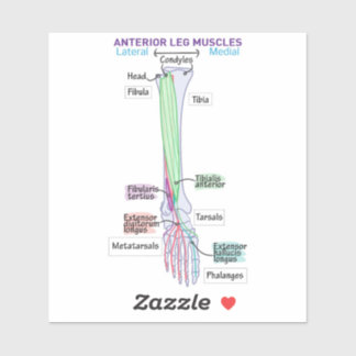 Anterior Leg Muscles DITKI Magnet Sticker
