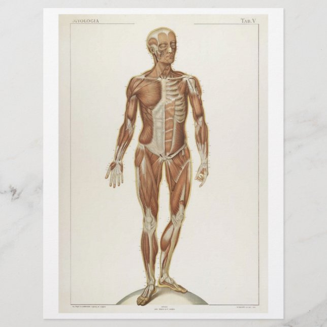 Anterior Muscles Flyer (Front)