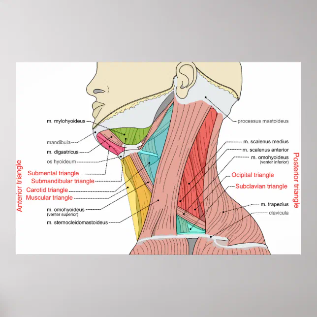 Anterior Posterior Triangles neck Anatomy Muscles Poster | Zazzle