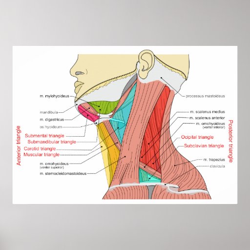 Anterior & Posterior Triangles of the Neck Muscles Posters | Zazzle