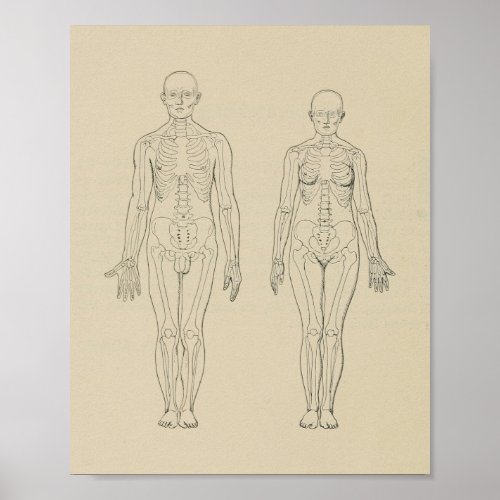 Anterior View Human Skeleton Male Female Print