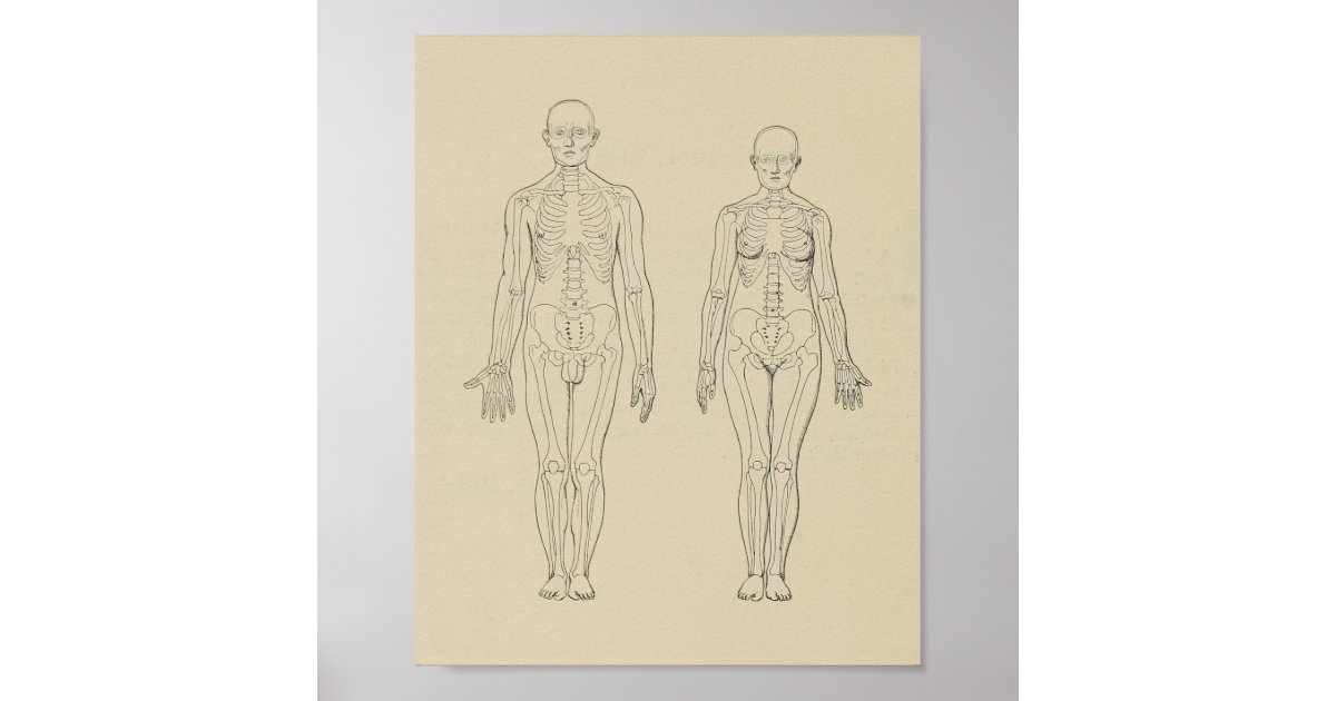 Anterior View Human Skeleton Male Female Print | Zazzle