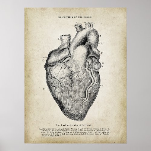 Anterior View of The Heart Anatomy Poster