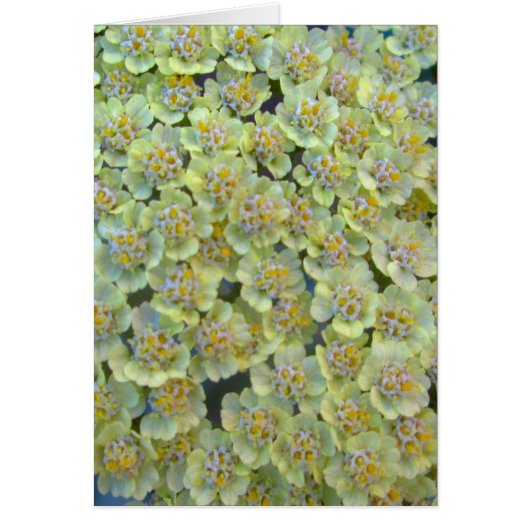 Anthea Yarrow Close (Front)