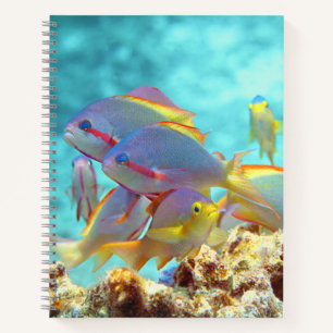 Anthias - Colorful school of fish at coral reef    Notebook