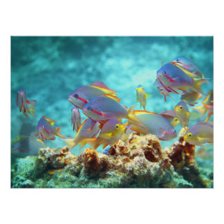 Anthias - Colorful school of fish at coral reef |  Poster