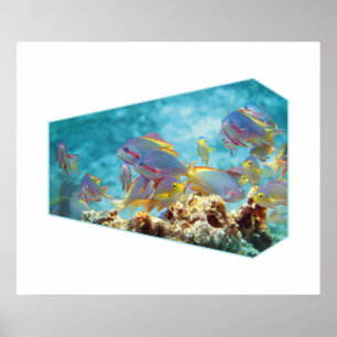Anthias fish at coral reef - Photographic design Poster