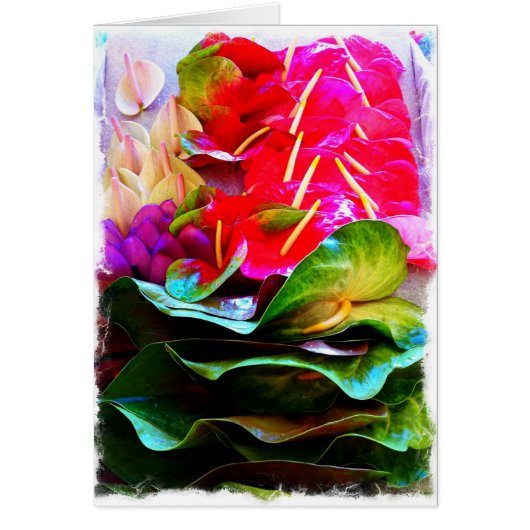 Anthiriums Cards (Front)