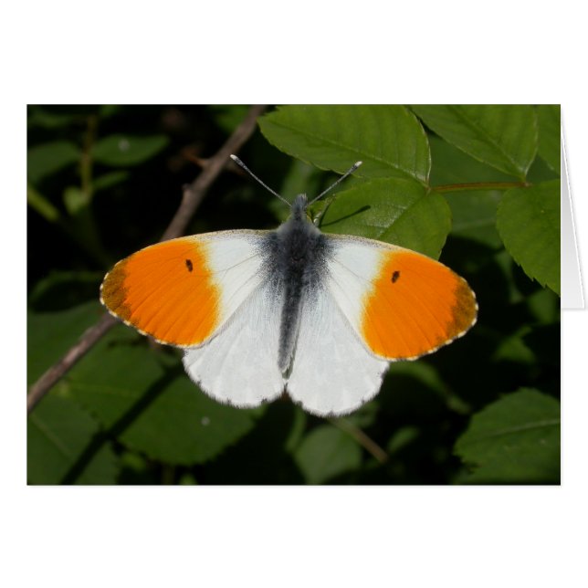 Anthocharis cardamines cards (Front Horizontal)