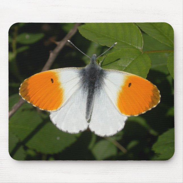 Anthocharis cardamines mouse pad (Front)