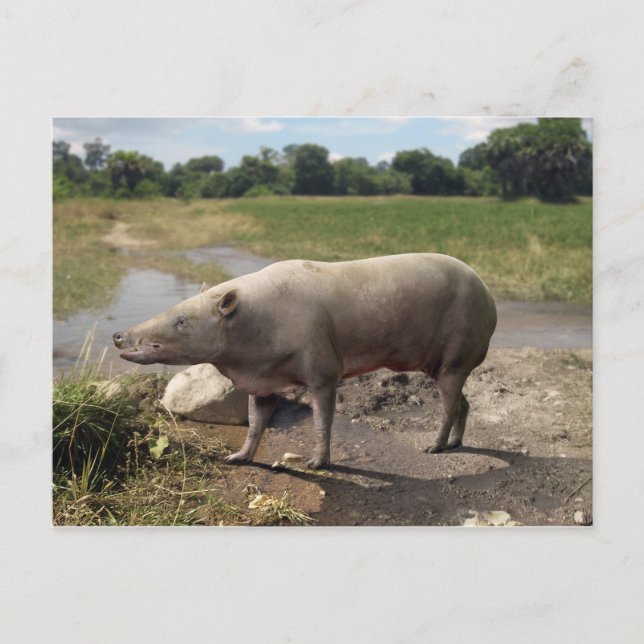 Anthracotherium ("Coal Beast") postcard (Front)