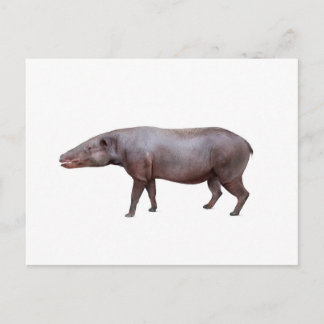 Anthracotherium ("Coal Beast") postcard, white Postcard