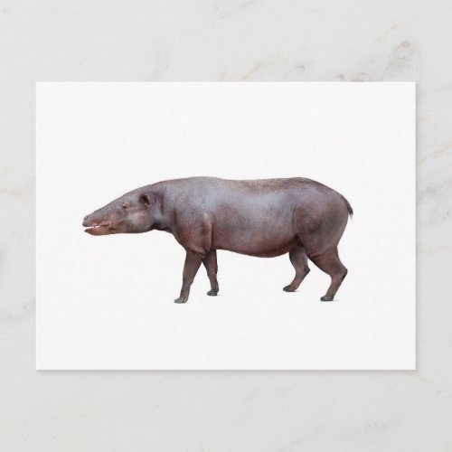 Anthracotherium Coal Beast postcard white Postcard