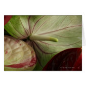 anthurium (Front Horizontal)