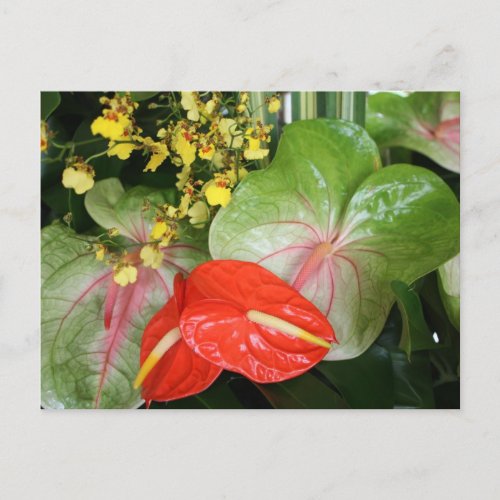 Anthurium Beauties Postcard