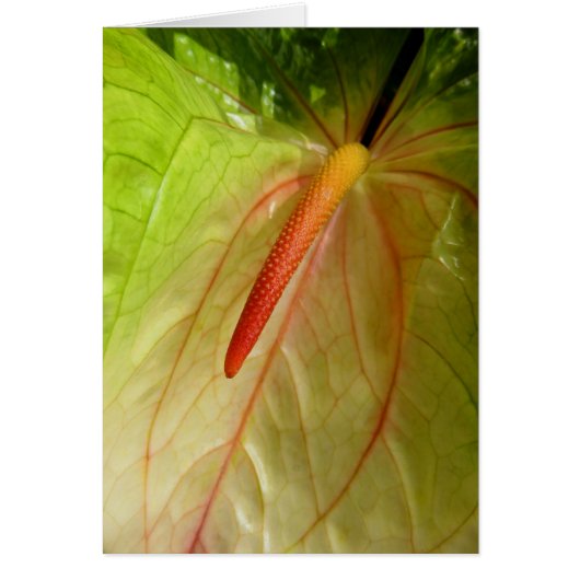 Anthurium Cards (Front)
