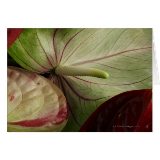 anthurium cards (Front Horizontal)