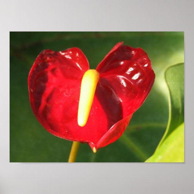Anthurium Flower Print (Front)