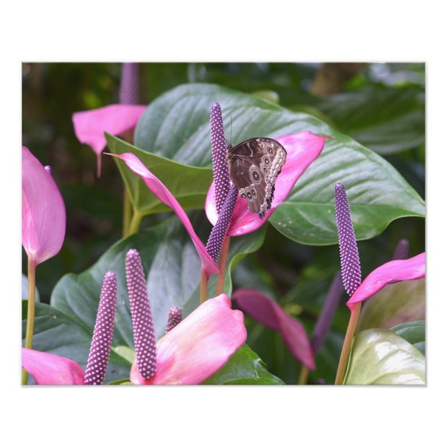 Anthurium Flower with Butterfly 20"x16" Photo (Front)