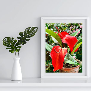 Anthurium Red Flower Mexico Poster